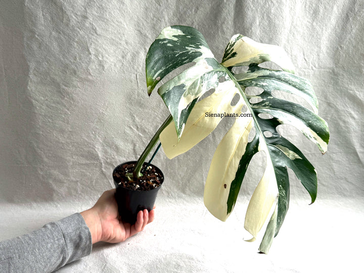 Monstera Deliciosa Albo Variegata #3