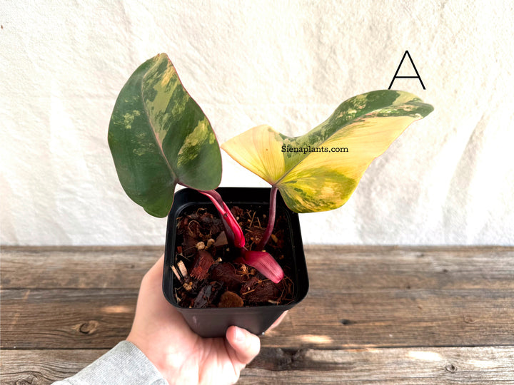 Philodendron 'Strawberry Shake’