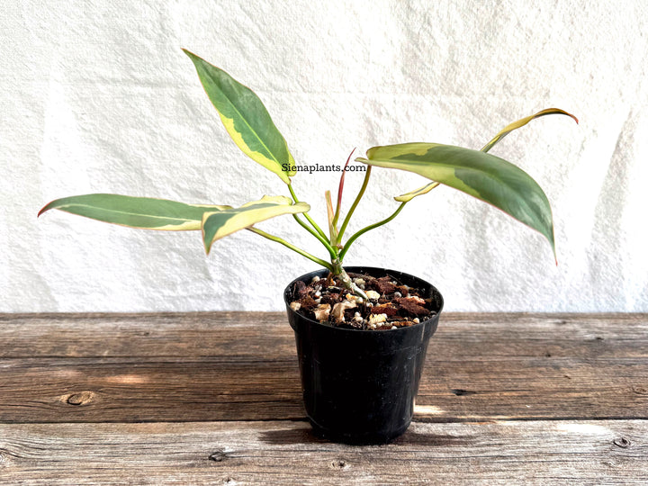 Philodendron Atabapoense Variegated