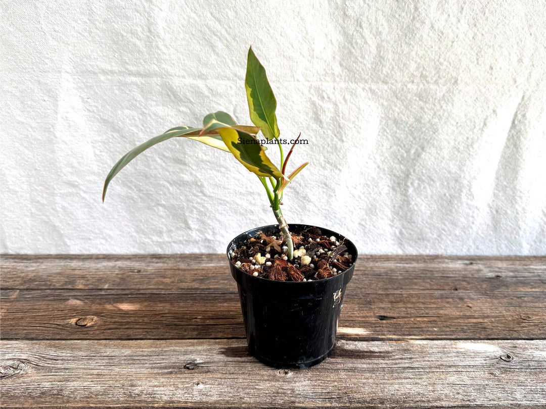 Philodendron Atabapoense Variegated