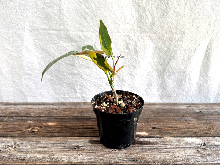 Philodendron Atabapoense Variegated