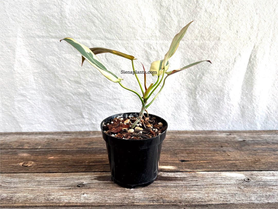 Philodendron Atabapoense Variegated