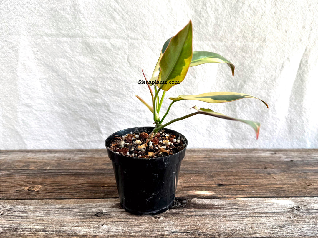 Philodendron Atabapoense Variegated