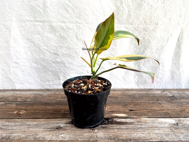Philodendron Atabapoense Variegated