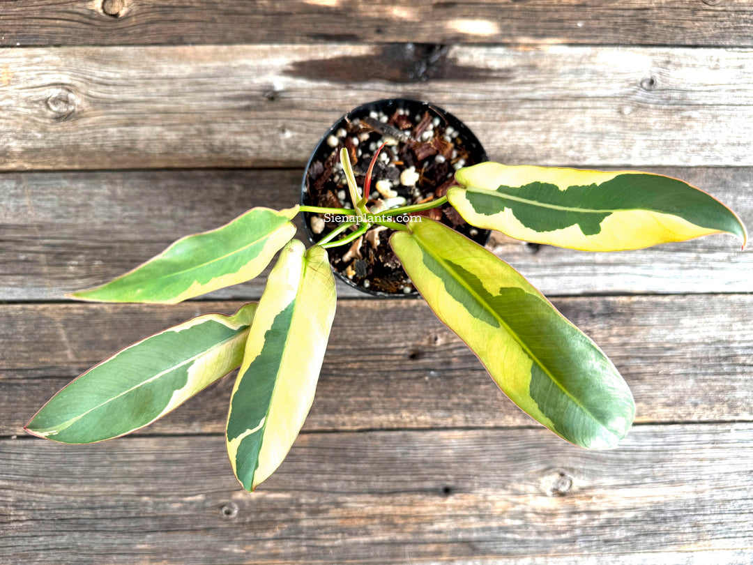 Philodendron Atabapoense Variegated