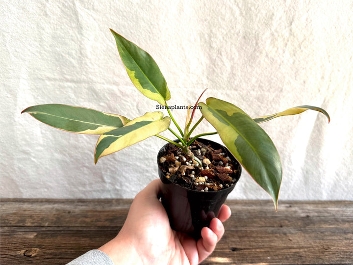 Philodendron Atabapoense Variegated