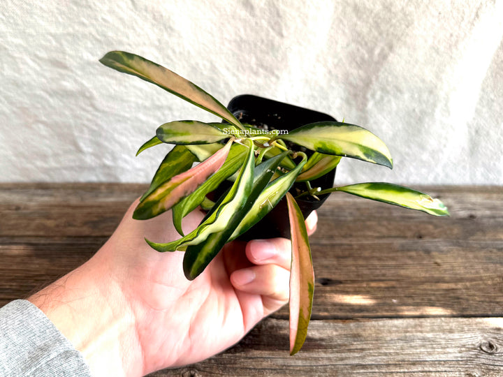 Hoya Wayetti 'Tricolor'