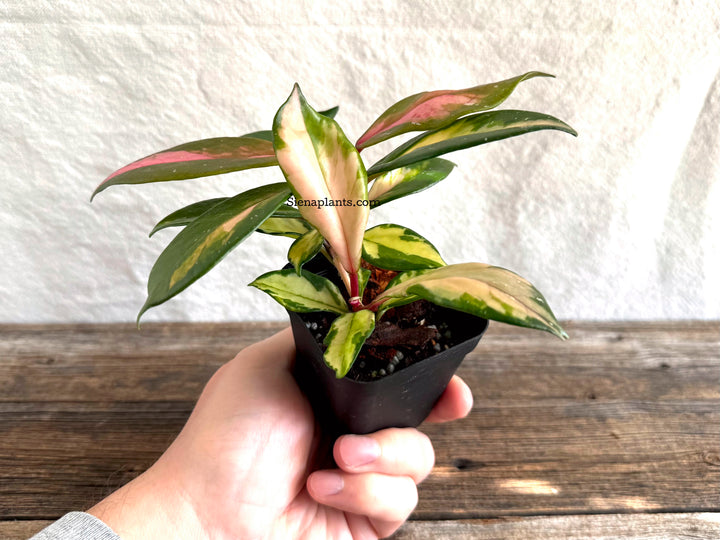 Hoya Carnosa 'Krimson Princess'