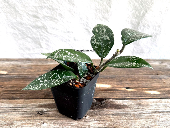 Hoya Carnosa 'Stardust'