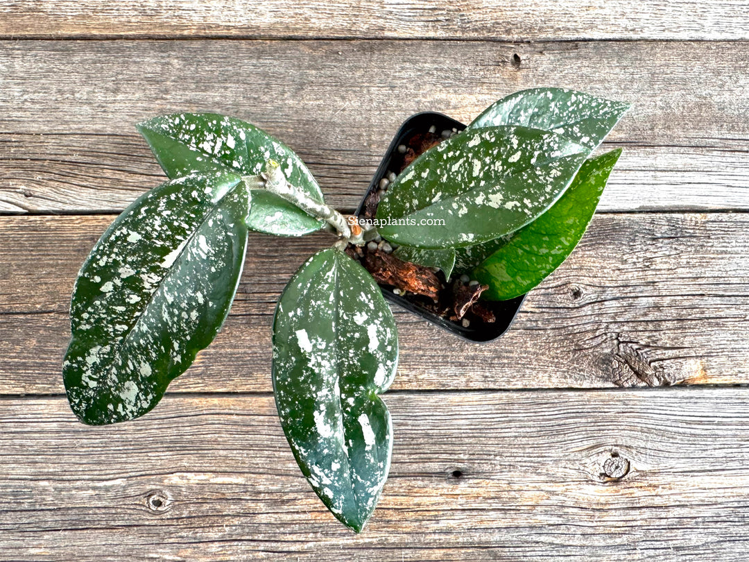 Hoya Carnosa 'Stardust'