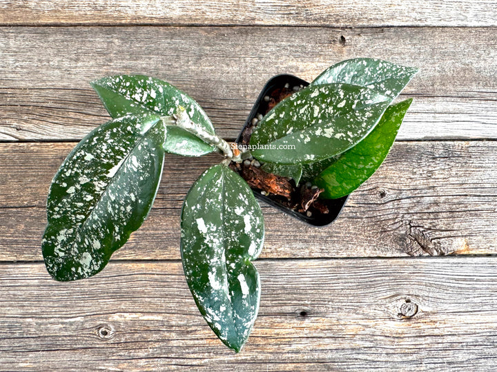 Hoya Carnosa 'Stardust'