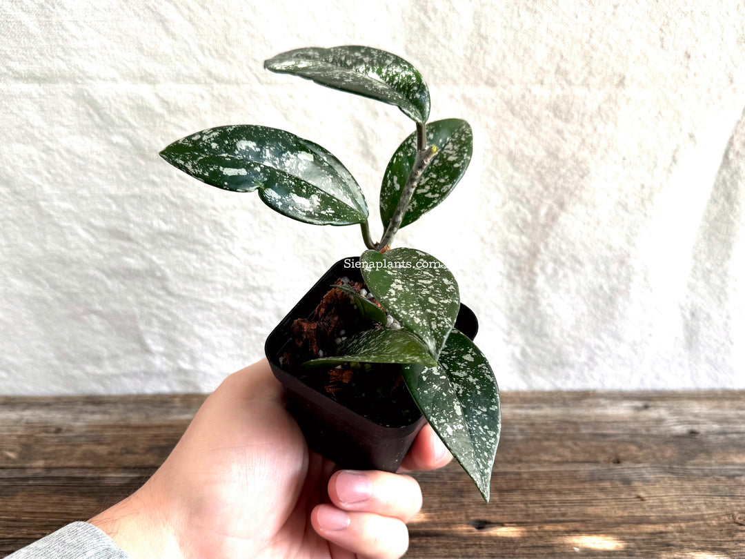Hoya Carnosa 'Stardust'