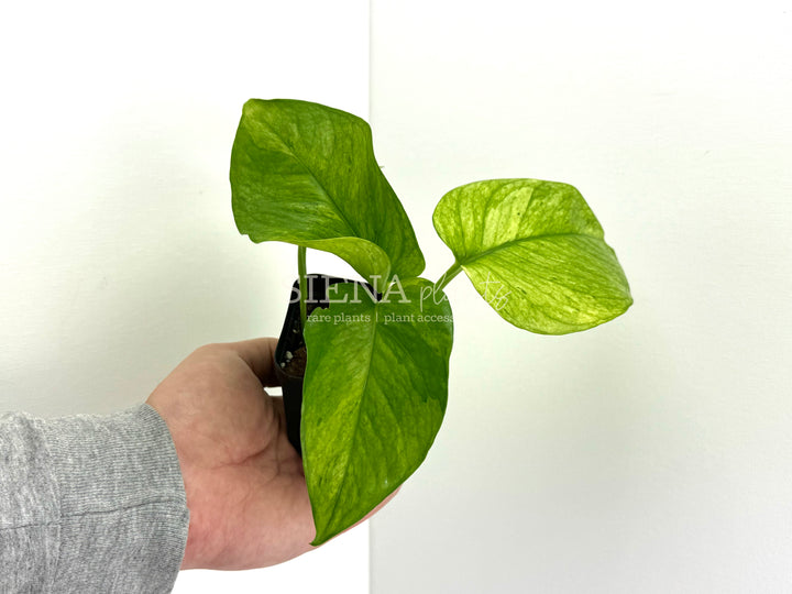 Jessenia Pothos