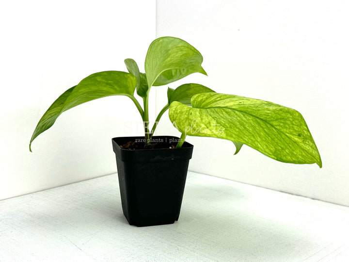 Jessenia Pothos