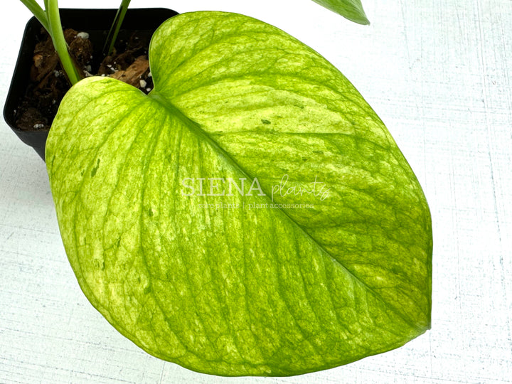 Jessenia Pothos