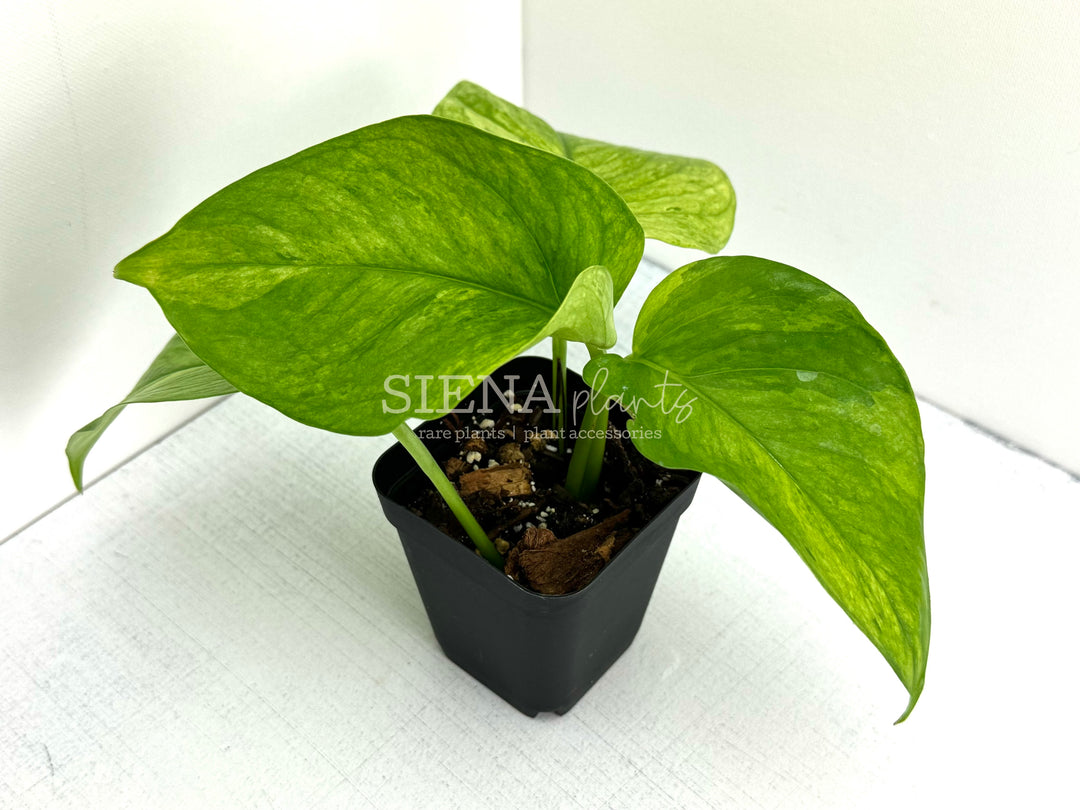 Jessenia Pothos