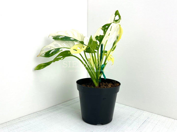 Monstera Adansonii Albo Variegata