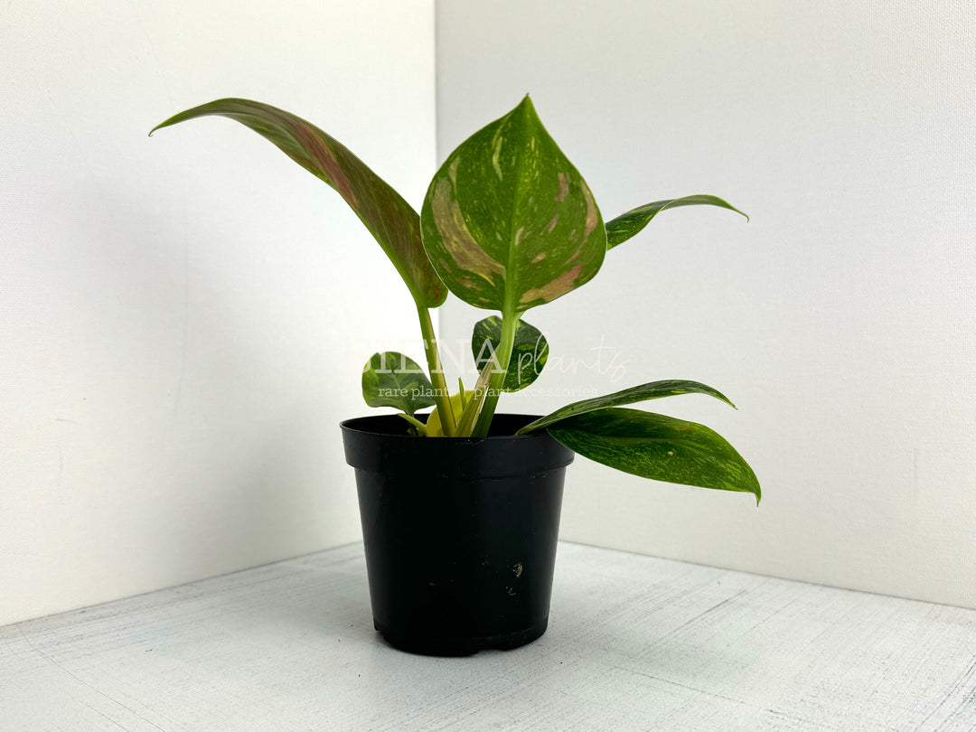 Philodendron Green Congo Nuclear 