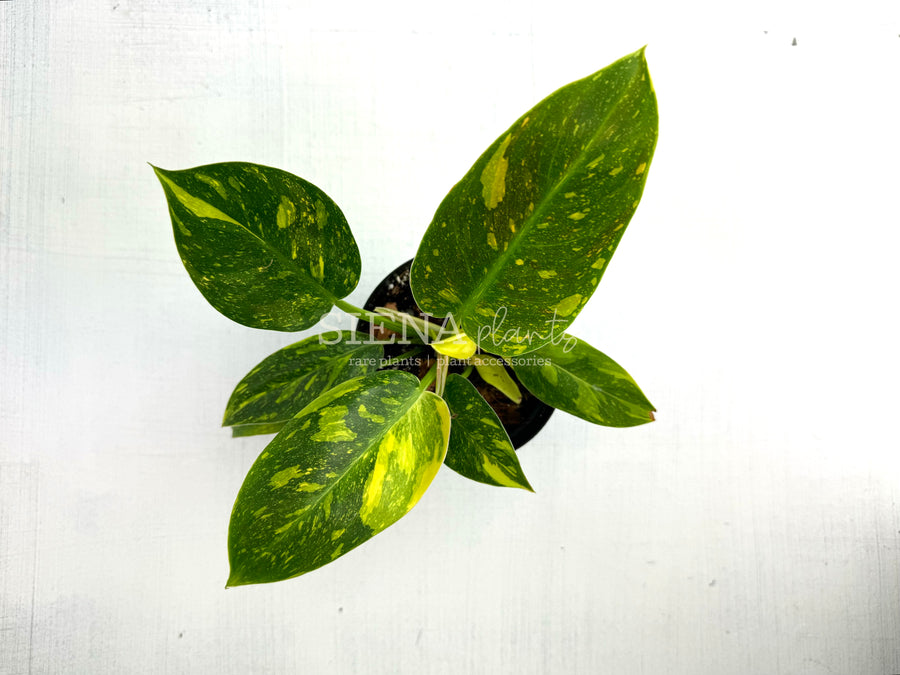 Philodendron Green Congo Nuclear 