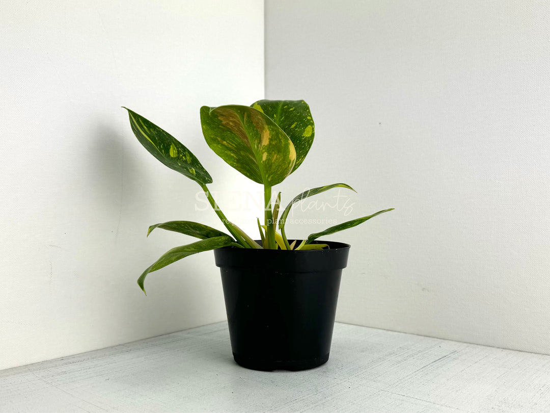 Philodendron Green Congo Nuclear 