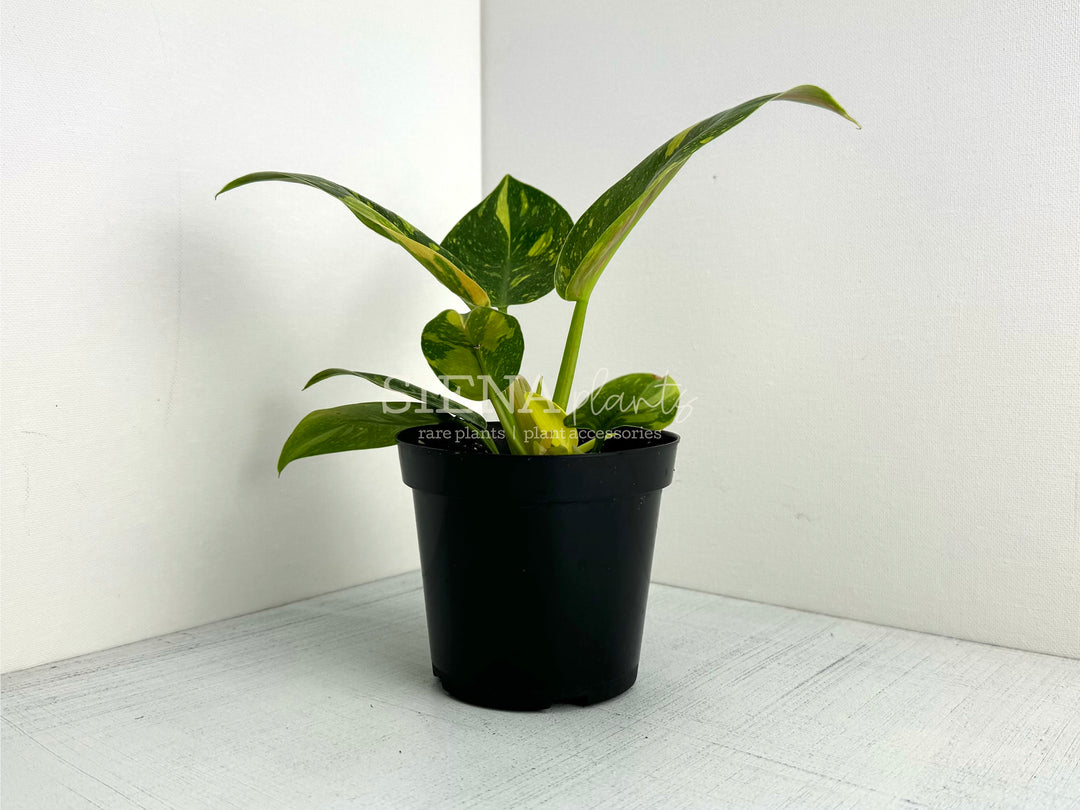 Philodendron Green Congo Nuclear 