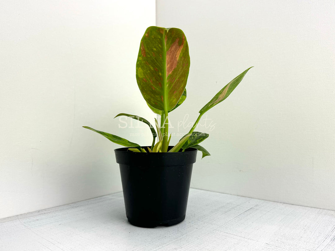 Philodendron Green Congo Nuclear 