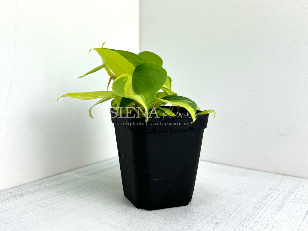 Philodendron Hederaceum Brasil