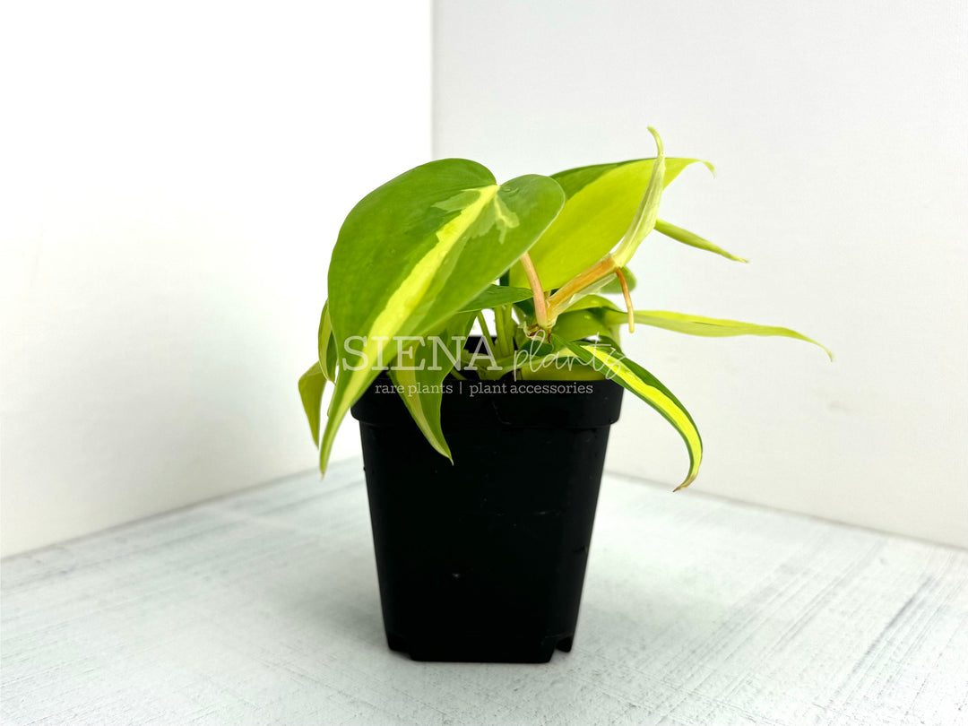 Philodendron Hederaceum Brasil