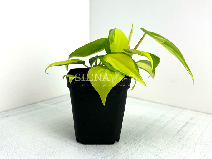 Philodendron Hederaceum Brasil