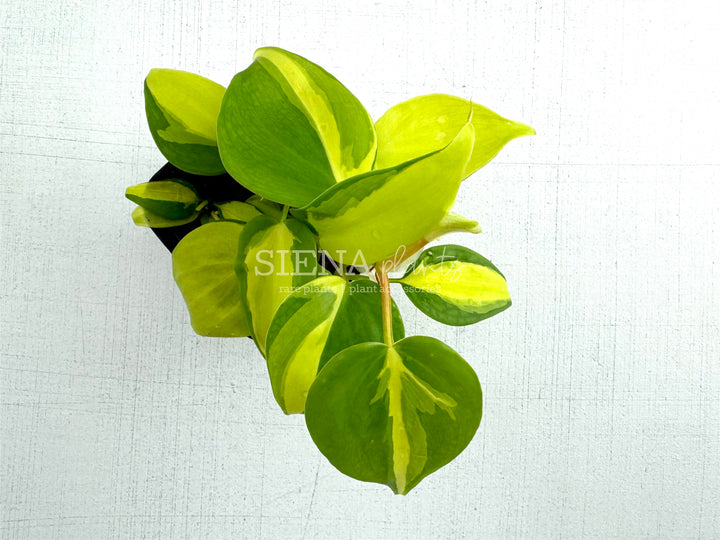 Philodendron Hederaceum Brasil