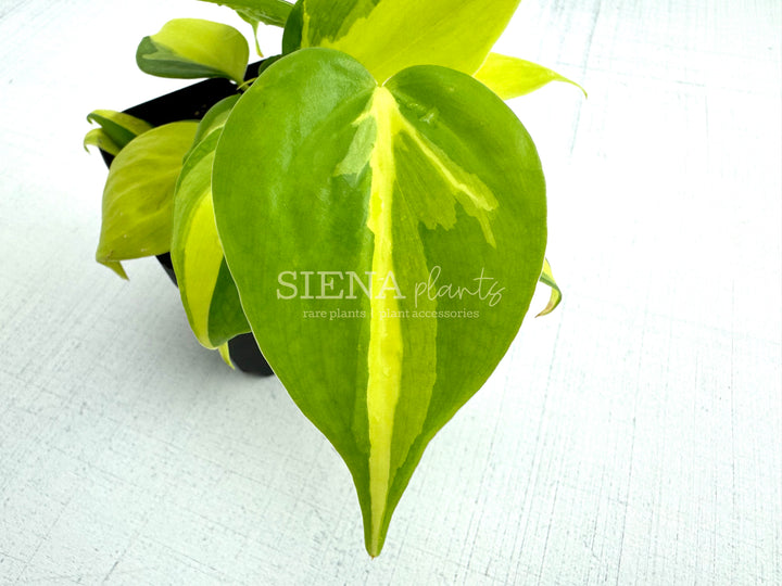 Philodendron Hederaceum Brasil