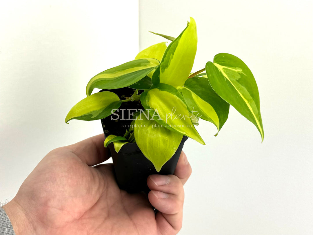 Philodendron Hederaceum Brasil