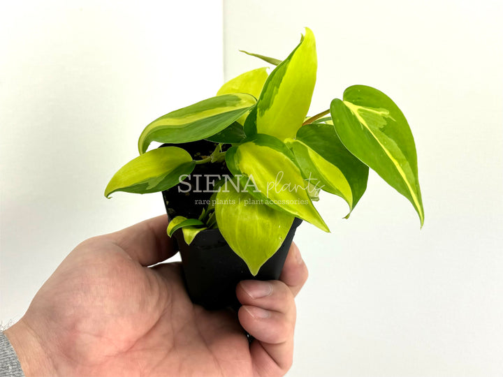 Philodendron Hederaceum Brasil