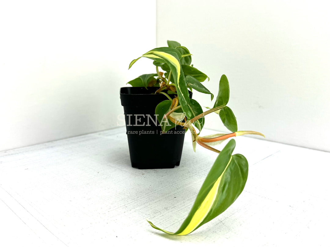 Philodendron Hederaceum 'Silver Stripe'