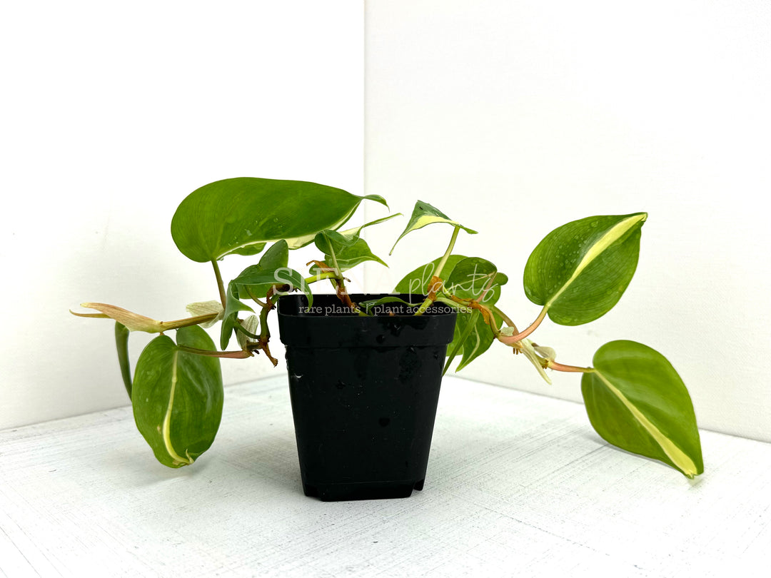 Philodendron Hederaceum 'Silver Stripe'