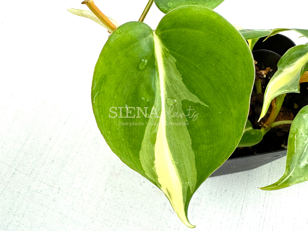 Philodendron Hederaceum 'Silver Stripe'