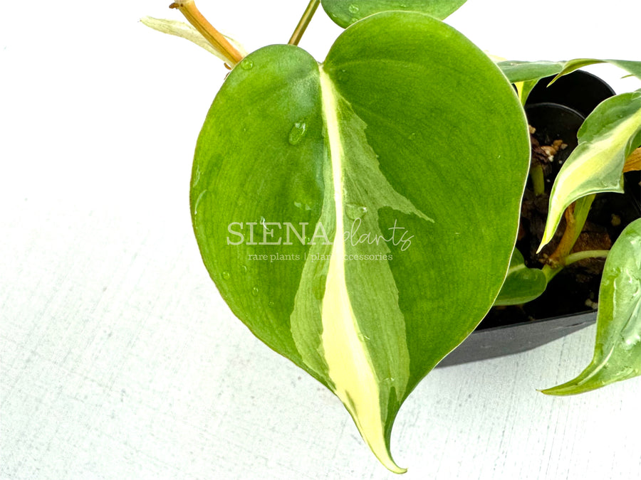 Philodendron Hederaceum 'Silver Stripe'