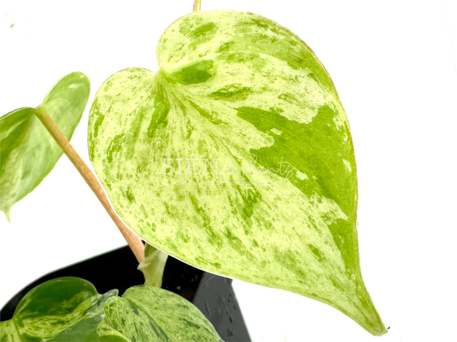 Philodendron Hederaceum Variegated
