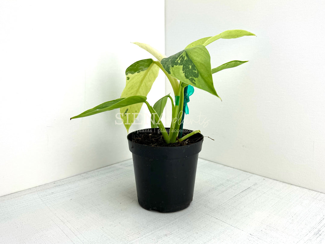 Philodendron 'Jose Buono'