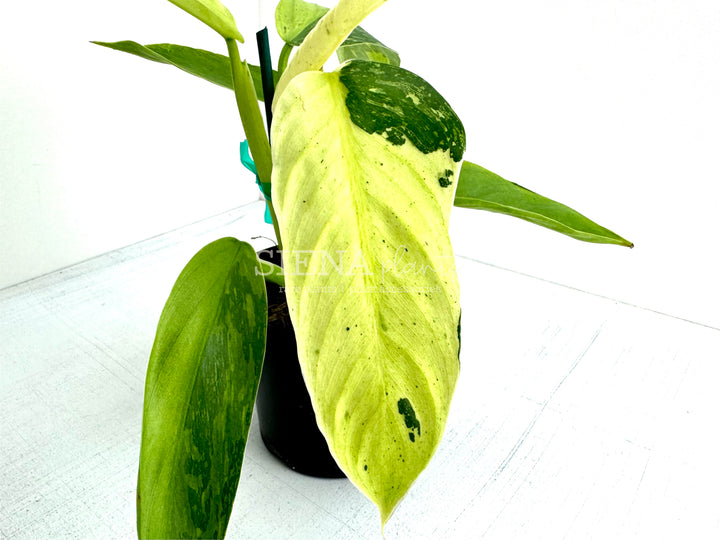 Philodendron 'Jose Buono'