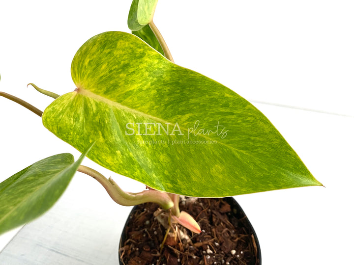 Philodendron Painted Lady 