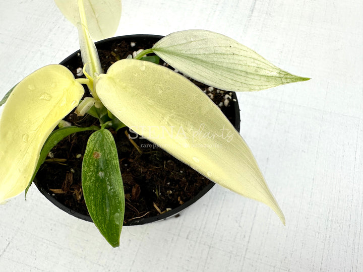 Philodendron Pedatum Florida Ghost 6