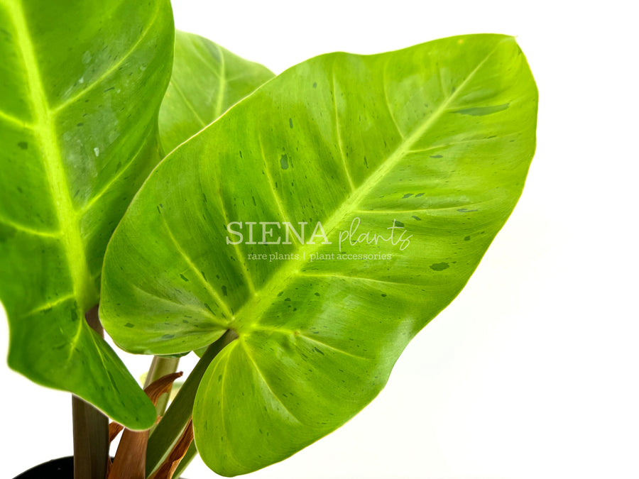 Philodendron Ruaysap