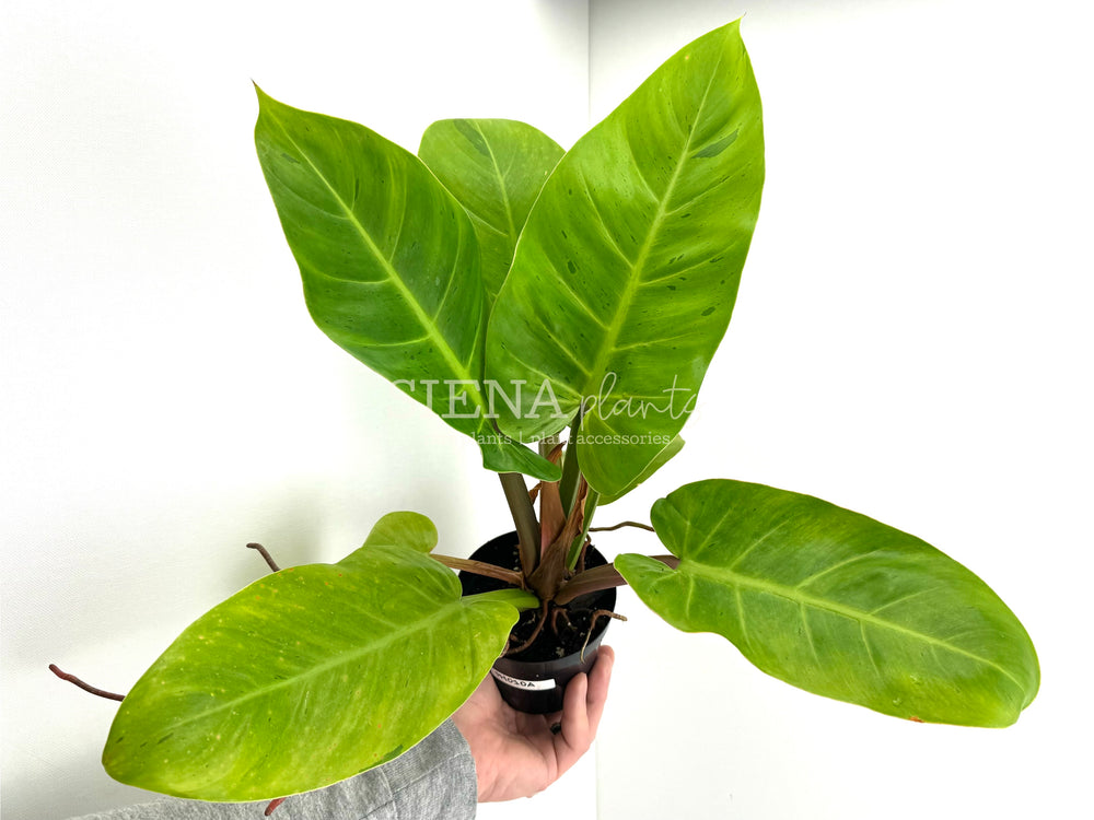 Philodendron Ruaysap