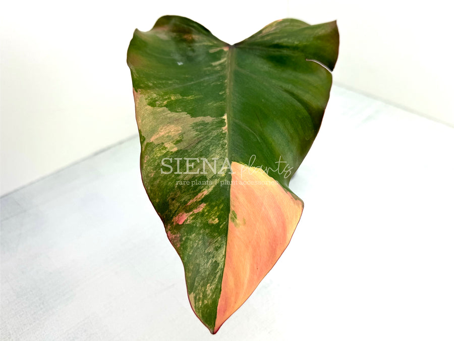 Philodendron 'Strawberry Shake’ B