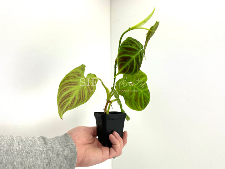 Philodendron Verrucosum