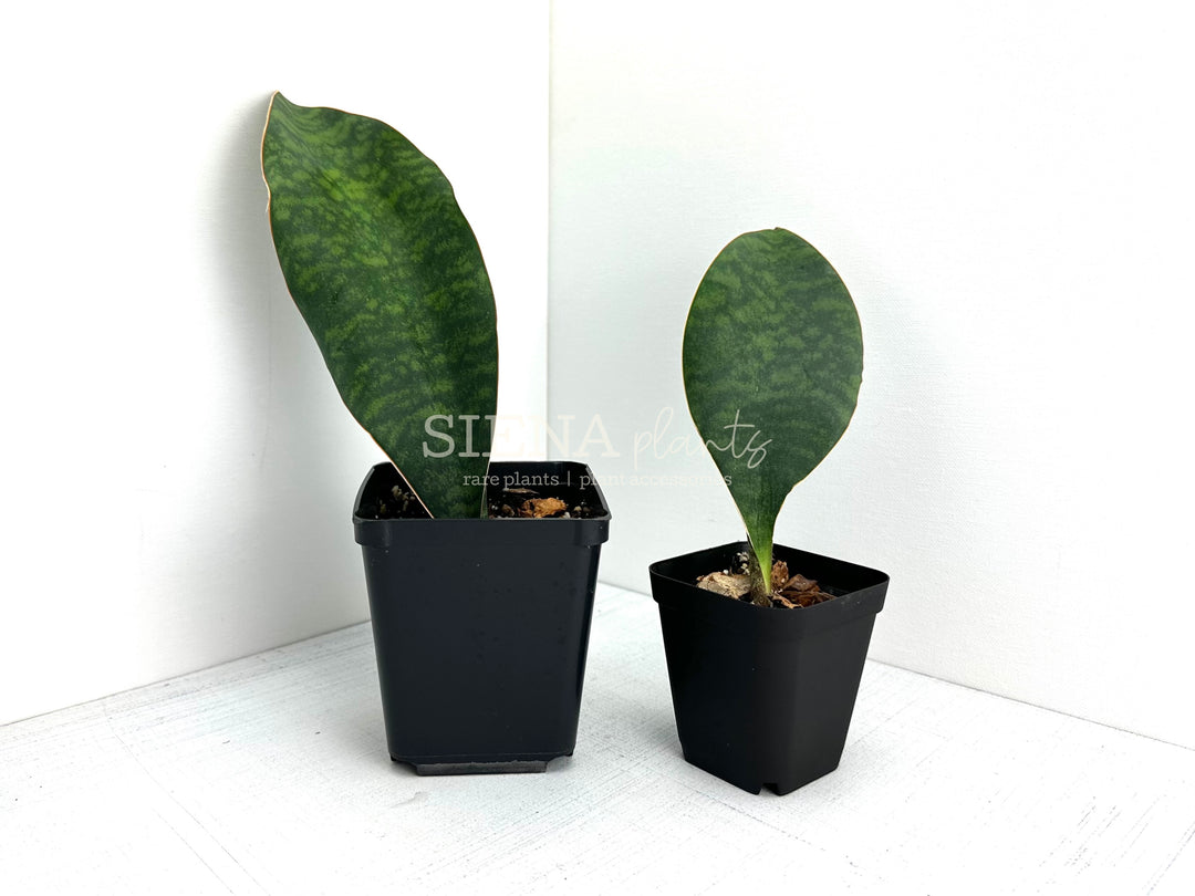 Sansevieria Masoniana ‘Whale Fin’