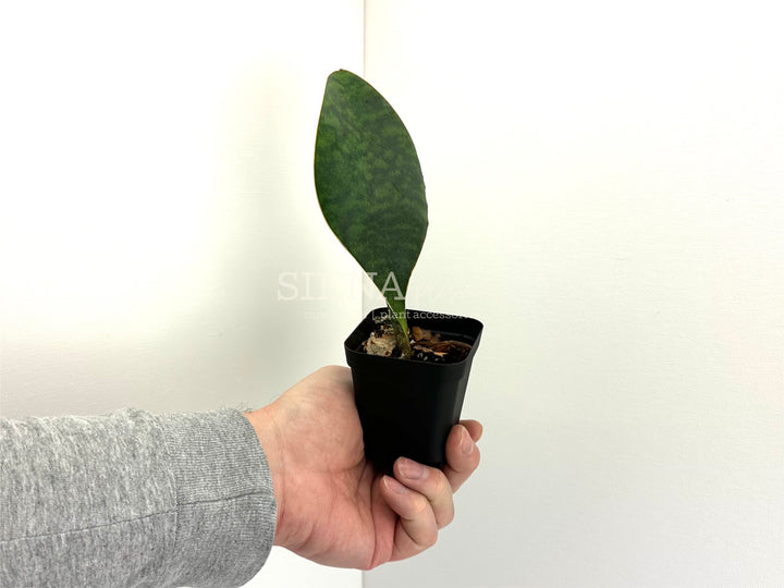 Sansevieria Masoniana ‘Whale Fin’