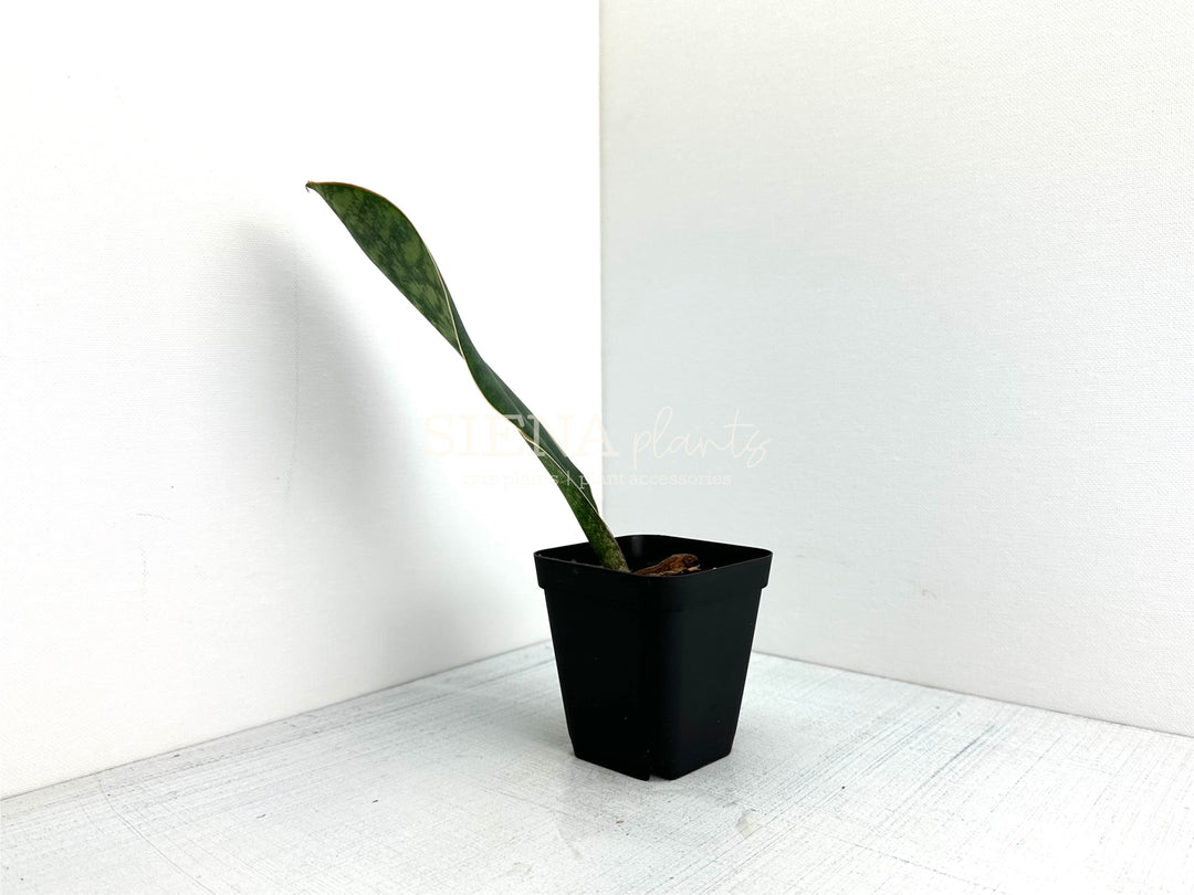 Sansevieria Masoniana ‘Whale Fin’