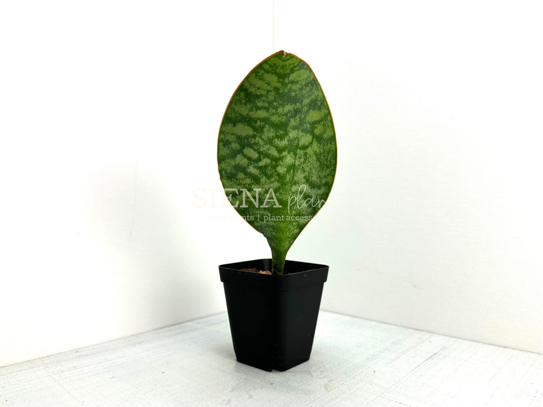 Sansevieria Masoniana ‘Whale Fin’